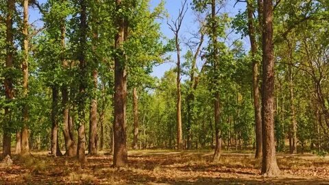 Dense Sal and Teak Forests